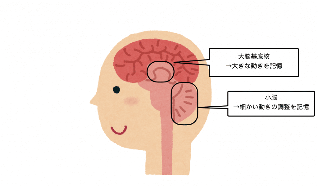 手続き記憶を習得するために使用する脳の部分（おおよその位置）